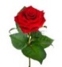 red rose